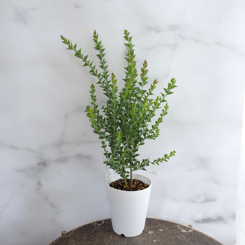 パールアカシア ミモザ シンボルツリー 美樹形 オージープランツ 庭木