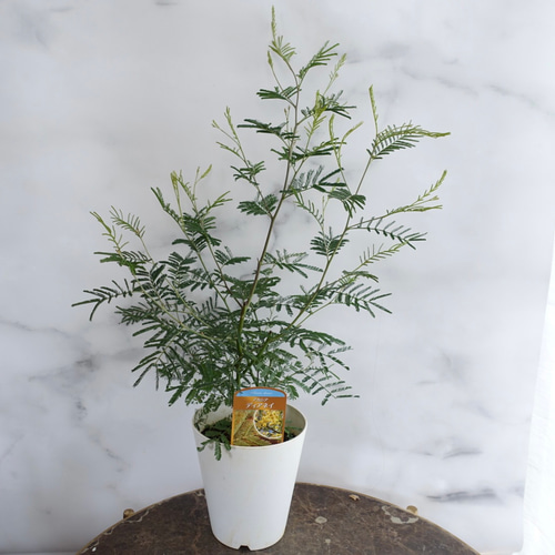 ミモザアカシア プルプレア 樽型鉢植え 苗 シンボルツリー 2025年最新