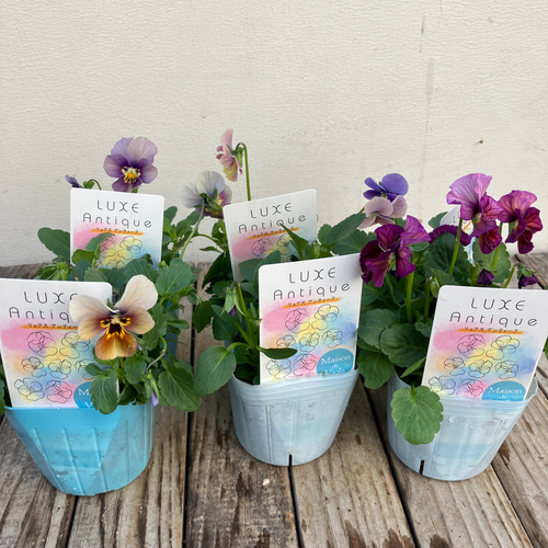 リュクスアンティーク3ポットセット＊ビオラ＊新品種＊ガーデニング