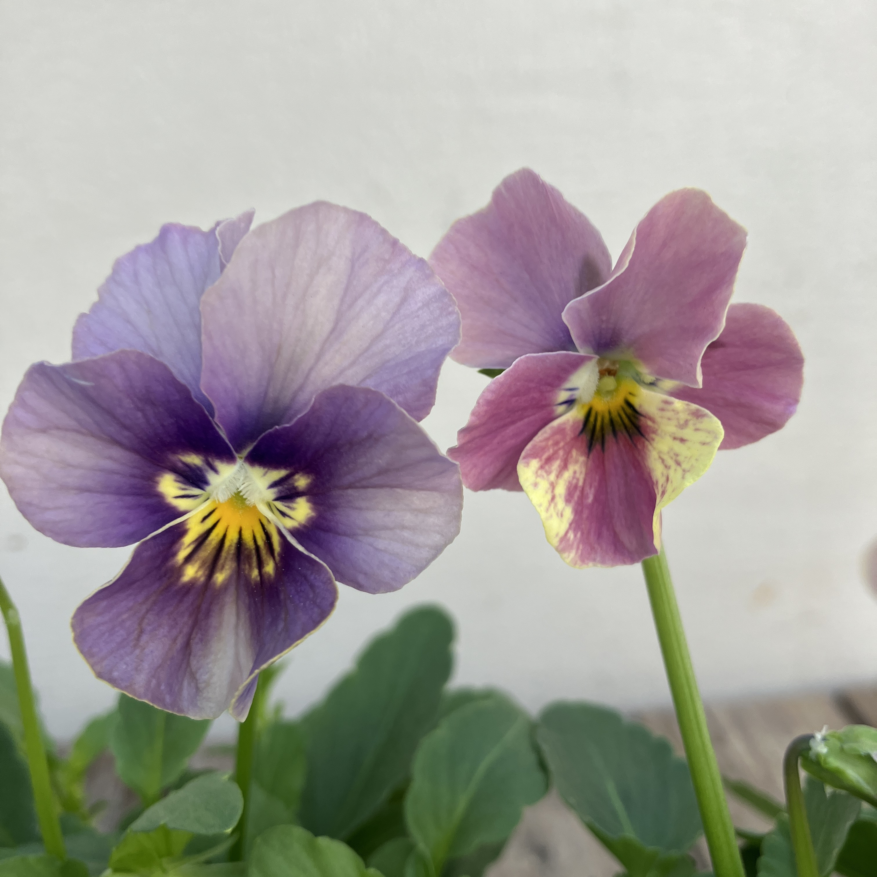 リュクスアンティーク3ポットセット＊ビオラ＊新品種＊ガーデニング