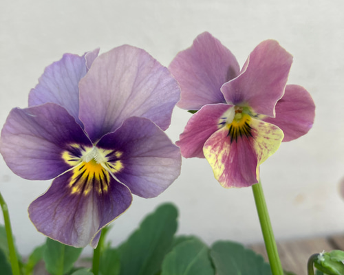 リュクスアンティーク3ポットセット＊ビオラ＊新品種＊ガーデニング