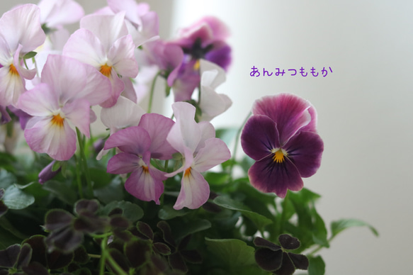 お花の贈り物❁⃘あんみつももか可愛いすぎ♡ 5枚目の画像