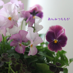 お花の贈り物❁⃘あんみつももか可愛いすぎ♡ 9枚目の画像