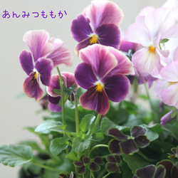 お花の贈り物❁⃘あんみつももか可愛いすぎ♡ 3枚目の画像