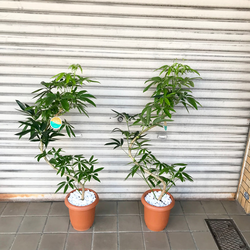 希少 曲がり S字シェイプ シェフレラ アンガスティフォリア 7号鉢  