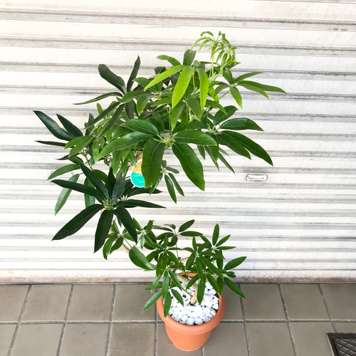 希少》斑入り シェフレラ アンガスティフォリア 曲がり 観葉植物 大型