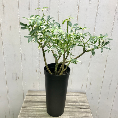 観葉植物　シェフレラムーンドロップ　抜き苗 PLANCHU 観葉植物 シェフレラ アルボリコラ ムーンドロップ 3.5号鉢