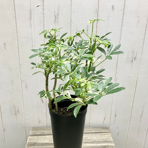 シェフレラ ムーンドロップ / Schefflera arboricola'Moondrop' その他