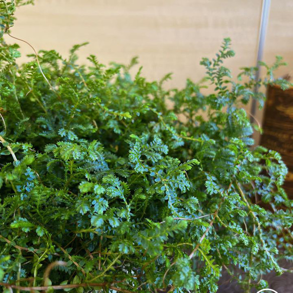ユニーク　レインボーファン　プランツハンガー　観葉植物　 4枚目の画像