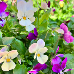 6ポットセット＊ビオラ＊新品種アピスグレイス＊かわいい