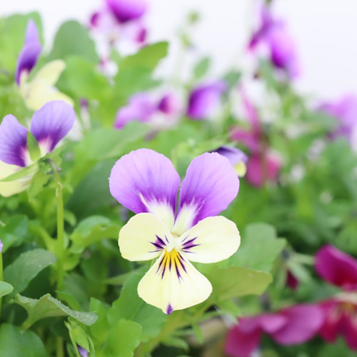 6ポットセット＊ビオラ＊新品種アピスグレイス＊かわいい