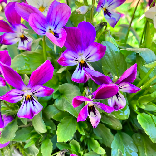 6ポットセット＊ビオラ＊新品種アピスグレイス＊かわいい