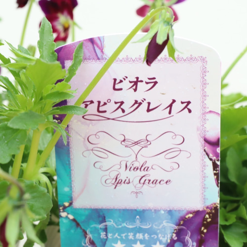 6ポットセット＊ビオラ＊新品種アピスグレイス＊かわいい
