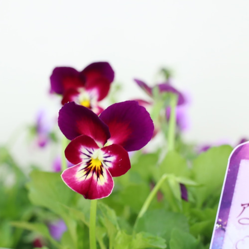 6ポットセット＊ビオラ＊新品種アピスグレイス＊かわいい