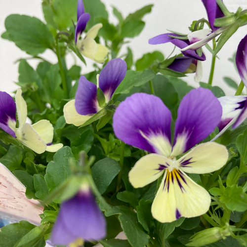 6ポットセット＊ビオラ＊新品種アピスグレイス＊かわいい