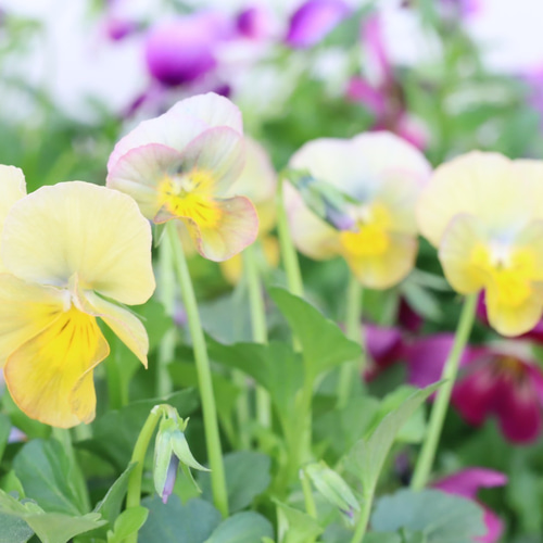 6ポットセット＊ビオラ＊新品種アピスグレイス＊かわいい