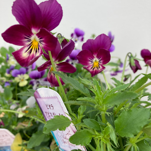 6ポットセット＊ビオラ＊新品種アピスグレイス＊かわいい