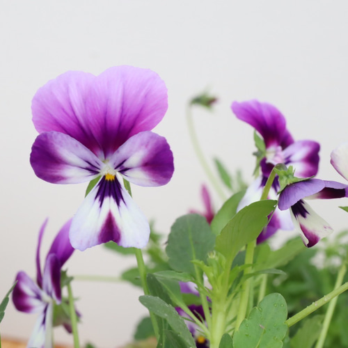 6ポットセット＊ビオラ＊新品種アピスグレイス＊かわいい