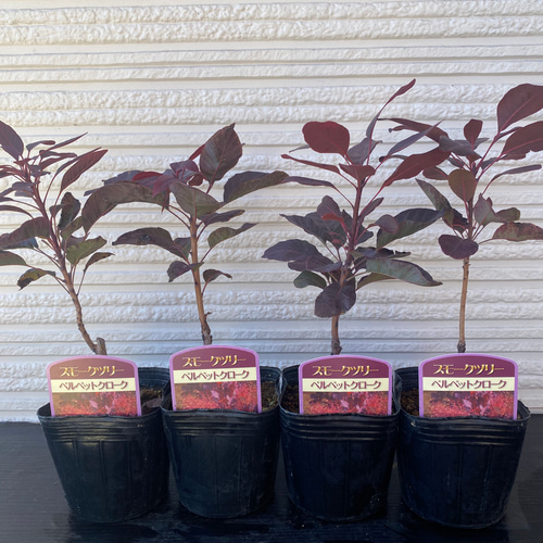 スモークツリー苗ベルベットクローク その他素材 虹花園 幸店 通販