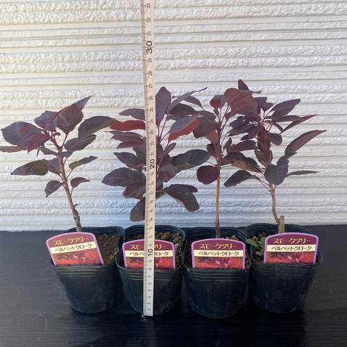 スモークツリー苗ベルベットクローク その他素材 虹花園 幸店 通販