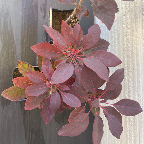 スモークツリー苗ベルベットクローク その他素材 虹花園 幸店 通販