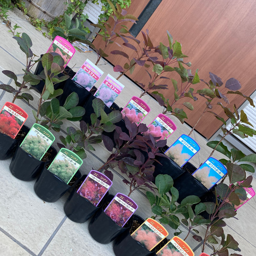 おまとめ全3点 ベルベットクローク スモークツリー 苗 苗木 雌株 おまとめ全3点 ベルベットクローク スモークツリー 苗 苗木 雌株