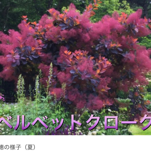ニワ　スモークツリー　ベルベットクローク　/畑　黄色テープ1 スモークツリー苗ベルベットクローク その他素材 虹花園 幸店