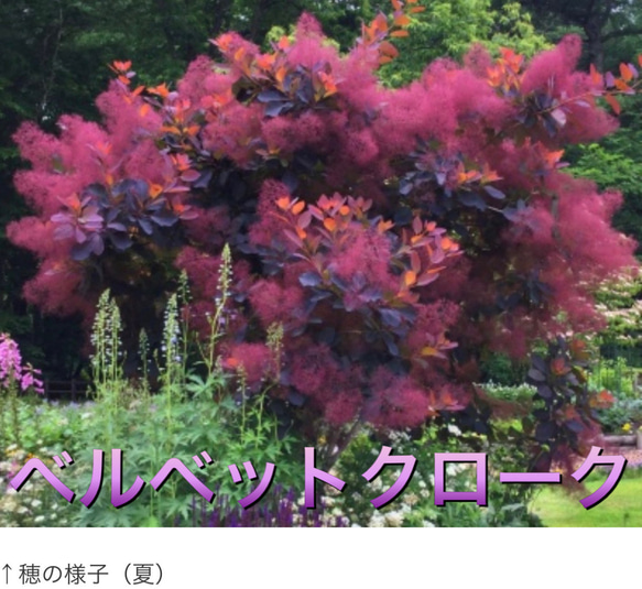 スモークツリー苗ベルベットクローク その他素材 虹花園 幸店