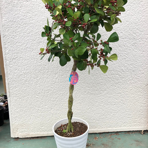 ☆ フィカス トライアンギュラリス(ハートの木) 太幹 105cm♪ ハートの木（フィカス トライアンギュラリス） 育て方｜観葉植物