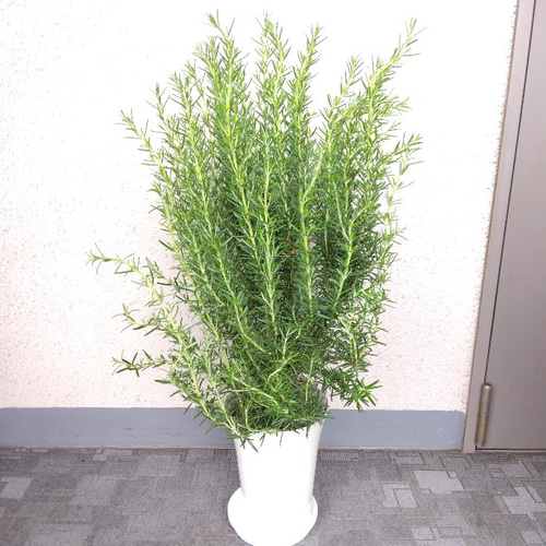 ローズマリー ハーブ マリンブルー 大株 高さ◎ 高い香りの観葉植物