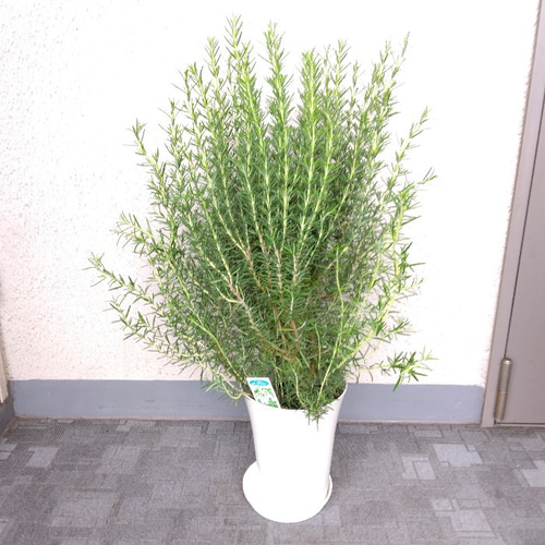 ローズマリー ハーブ マリンブルー 大株 高さ◎ 高い香りの観葉植物