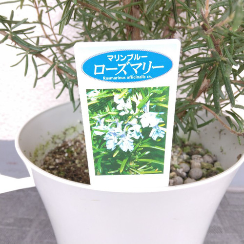 ローズマリー ハーブ マリンブルー 大株 高さ◎ 高い香りの観葉植物