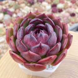 高級美苗 特大苗 ブラックスモーク 多肉植物 厳選韓国苗 多肉植物