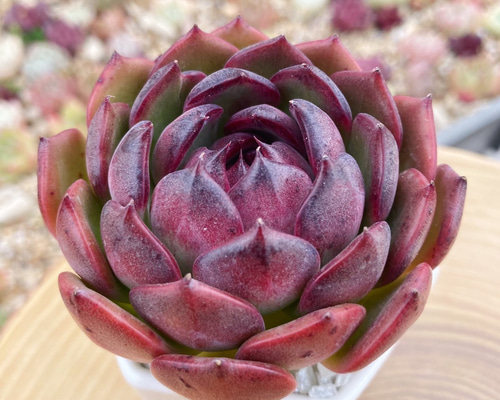 高級美苗 特大苗 ブラックスモーク 多肉植物 厳選韓国苗 多肉植物