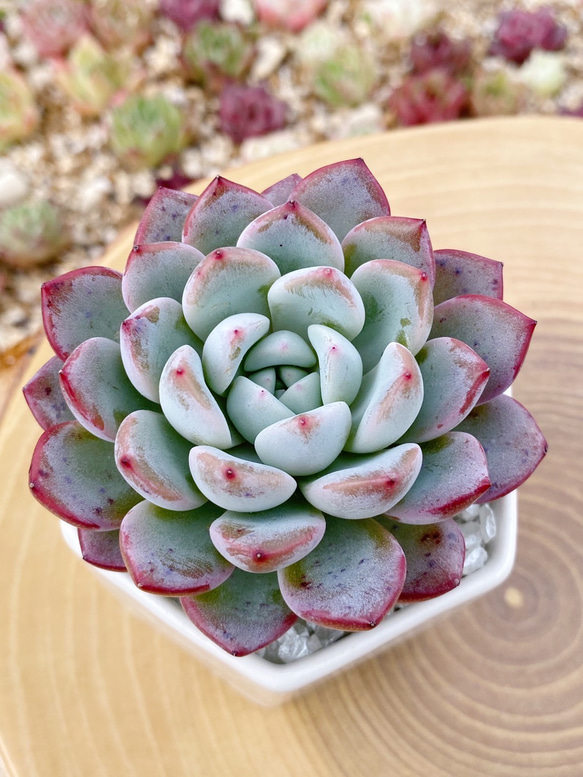 ベルテル ウェルテル 特大美苗 多肉植物 厳選韓国苗 多肉植物