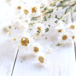 ローダンセ ホワイト 10本 [ドライフラワー] ドライフラワー