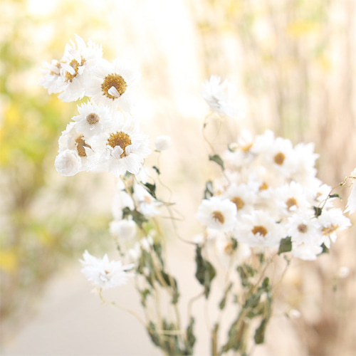 初夏　涼しげなホワイトローダンセ　ドライフラワーフライングリース 初夏 涼しげなホワイトローダンセ ドライフラワーフライングリース