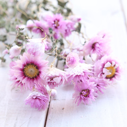 【専用】お花カービングとローゼンジ ローダンセ ピンク 10本 [ドライフラワー] ドライフラワー Natural