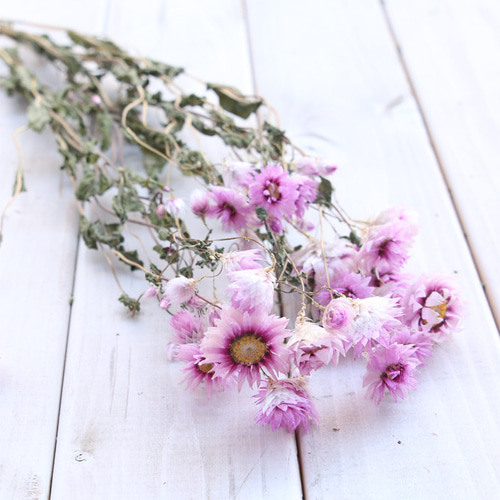 【♡マダミン♡様おまとめ】ドライフラワー ローダンセ ピンク 10本 [ドライフラワー] ドライフラワー