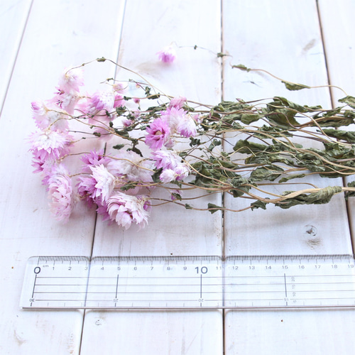 ローダンセ ピンク 10本 [ドライフラワー] ドライフラワー Natural