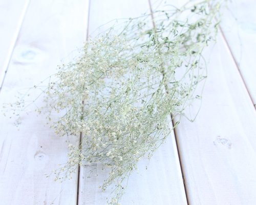【小粒〜極小粒】かすみ草ドライフラワー✢ホワイトつめつめ かすみ草 ドライフラワー 白・小粒 （5本） ドライフラワー