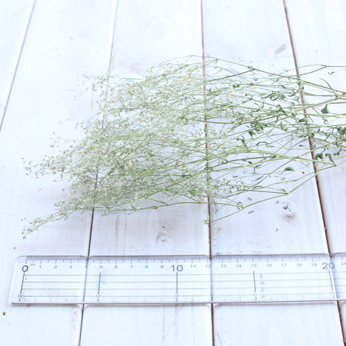 かすみ草 ドライフラワー 白・小粒 （5本） ドライフラワー