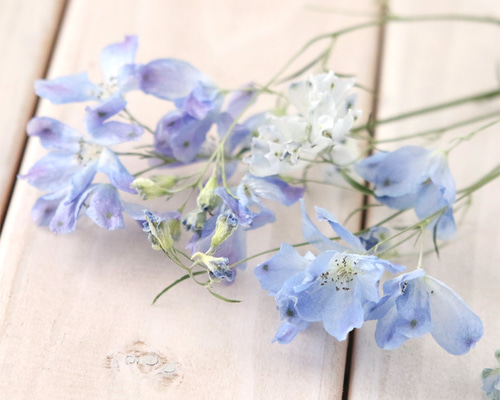 ＊ひまわり＊＊Natural＊デルフィニウムのブルーリース☆ドライフラワー 2b598a467d230fdead53f3af73f609