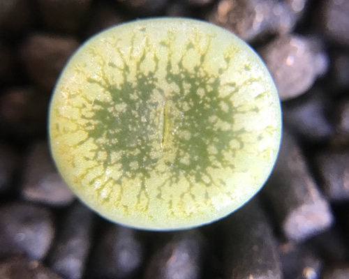 1edf60dbe9238a7a489783169246a0