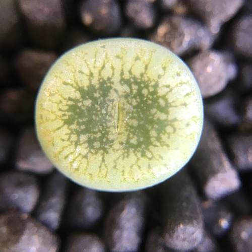 リトープス　抜き苗 リトープスセット♥抜き苗(写真のまま) - メルカリ