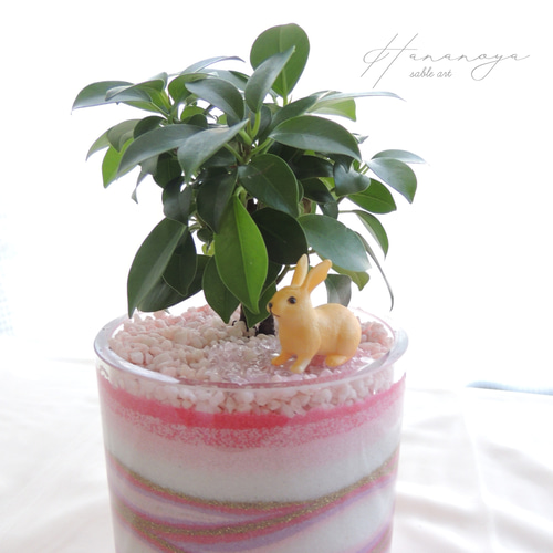 幸せチャージ 】フィカス ガジュマル カラーサンドアート サブルアート