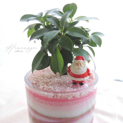 幸せチャージ 】フィカス ガジュマル カラーサンドアート サブルアート