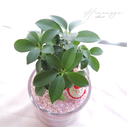 幸せチャージ 】フィカス ガジュマル カラーサンドアート サブルアート