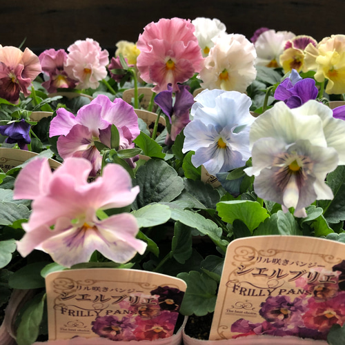 ◇ボリューム満点 2苗◇優しいお色目アイスブルー◇フリル咲きパンジー