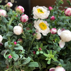 ２個セット♡花かんざし♡ドライフラワーにも♡ガーデニング♡ 19枚目の画像